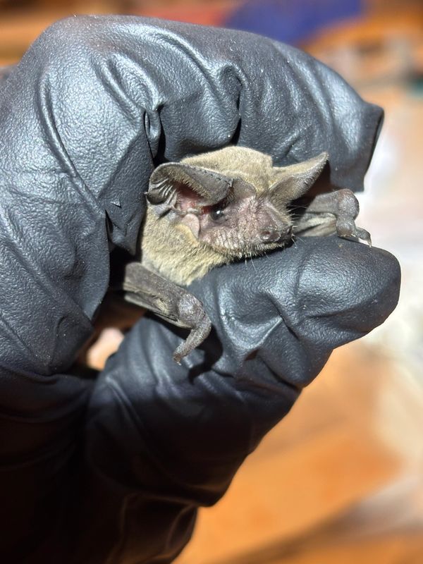 A small bat held gently in a black gloved hand.