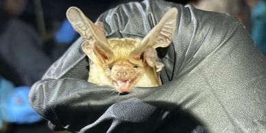 Photo: A pallid bat (Antrozous pallidus) smiling for the camera during data processing.