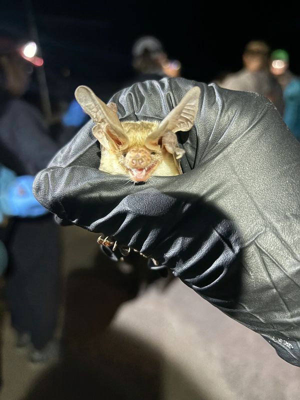 A bat held by a gloved hand at night with people blurred in the background.