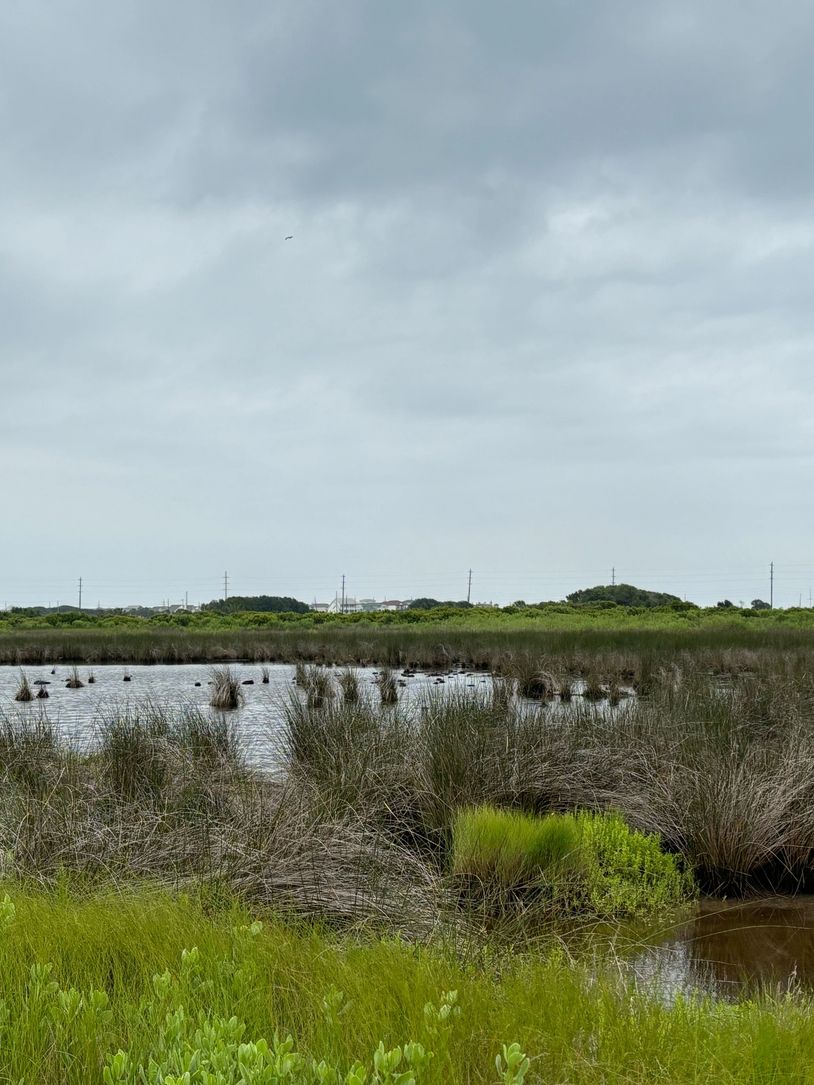 A cloudy sky over a marshland with green grasses and water patches.