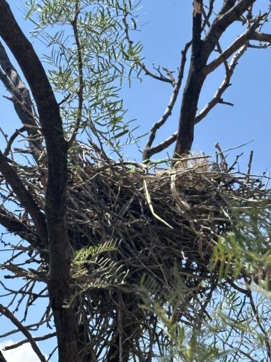 Large bird nest high in tree branches.