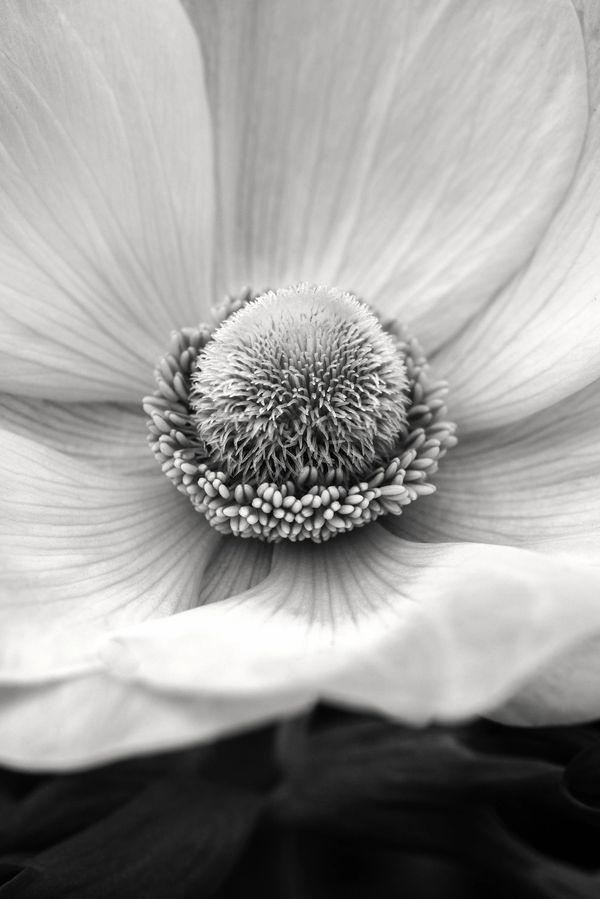 Anemone close-up BW