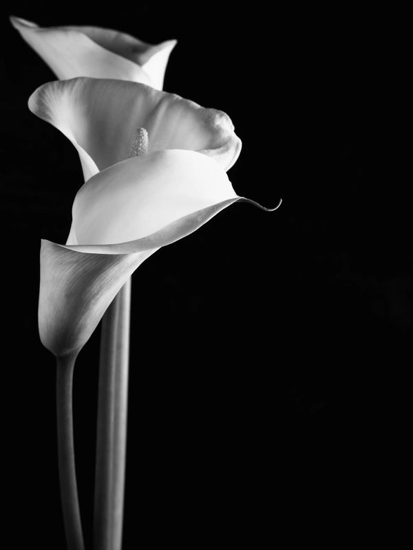 Calla lilies - BW