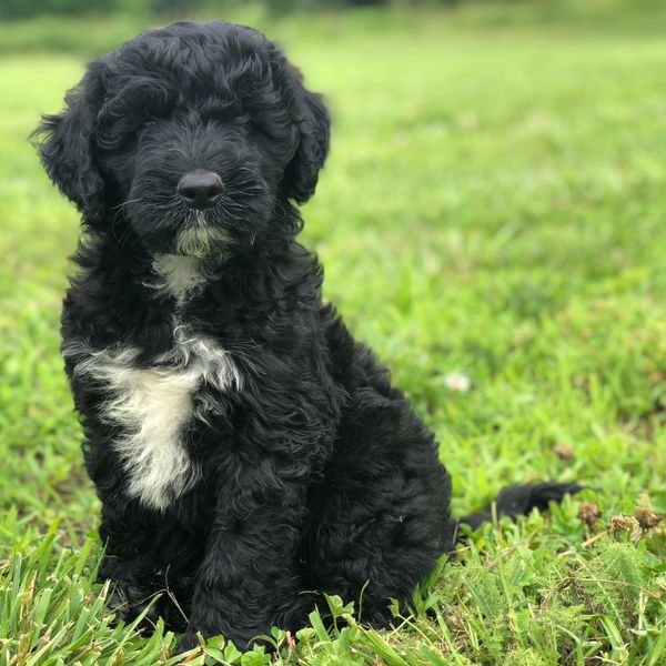 Portuguese water dog mixed with lab 2025