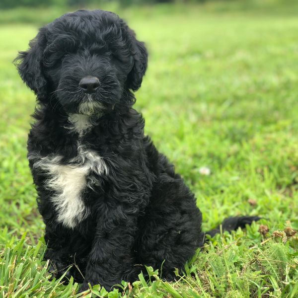 Portuguese Water Dog For Sale