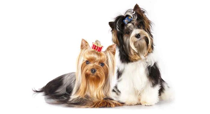 Breeding Brewer and Yorkshire Terriers, Yorkie 