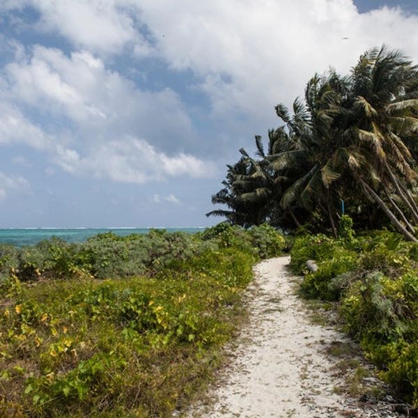 A sandy path leads through lush greenery to a beach with palm trees under a partly cloudy sky.