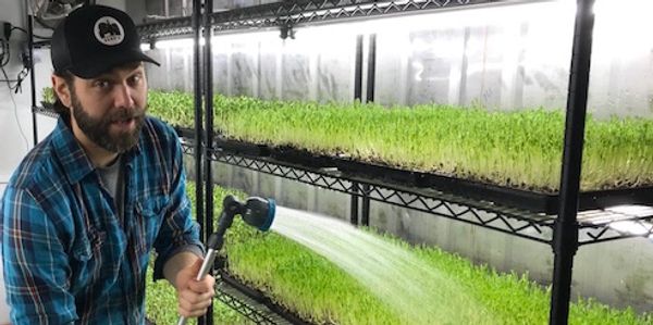 Josh - Organic Pea shoot Microgreens