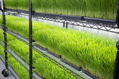 Wheatgrass - Farmstead Fresh Organic Microgreens