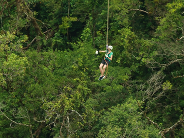 Person ziplining through a dense forest canopy.