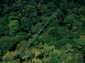 A cable car gliding over a dense green forest canopy.