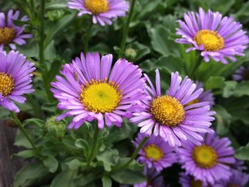 New Hope Nursery - Deer Resistant Plants, Drought Tolerant