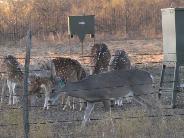 R-Legacy Ranch in Texas