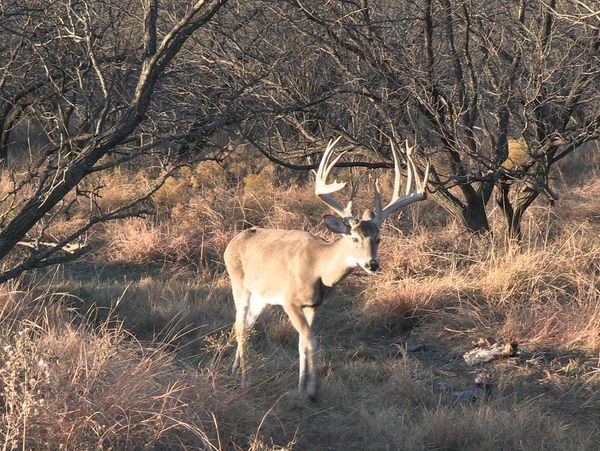Texas Trophy Whitetail Deer Hunting Ranch