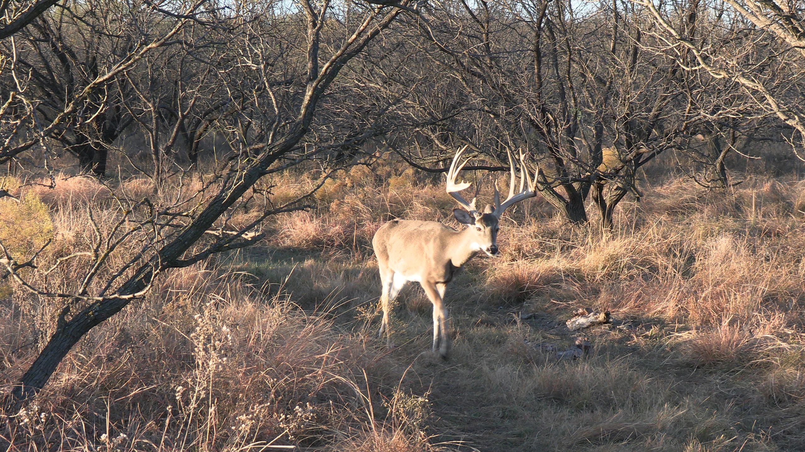Texas Whitetail Outfitter