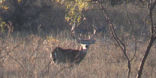 Texas Free-Range Whitetail Deer Hunting Outfitter