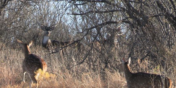 Texas Exotic Hunts