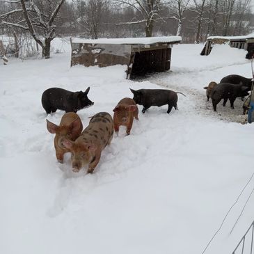 Nos cochons à l'extérieur même en hiver. 