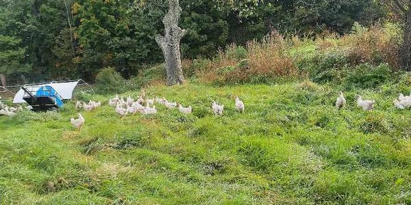 Nos poulet de grain élever à l'extérieur est VRAIMENT  à l'extérieur. 