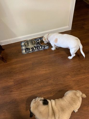 Daisy a little dachshund enjoying her dinner while a pug watches. 