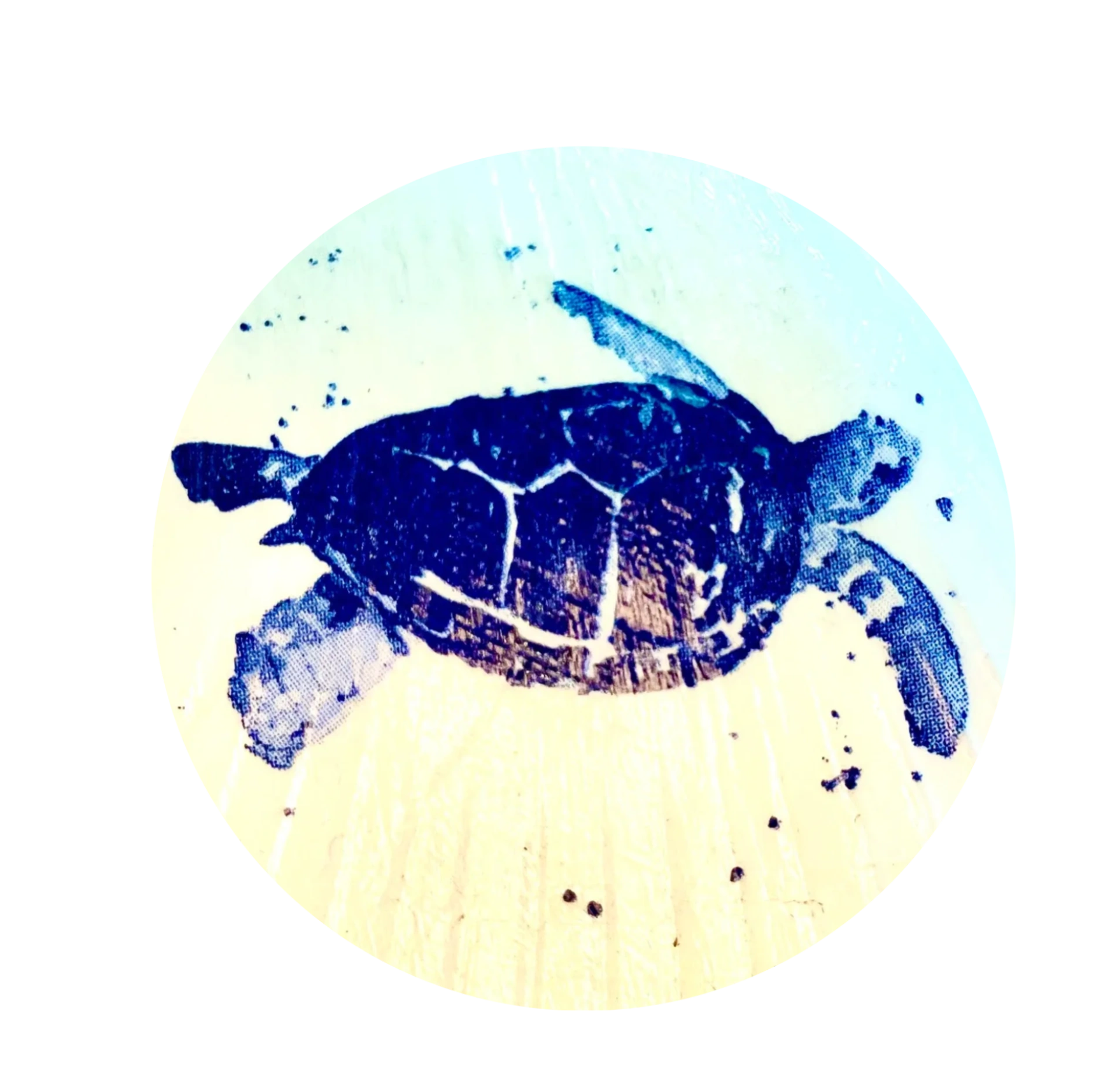 Sea Turtles are the animal that represents resilience