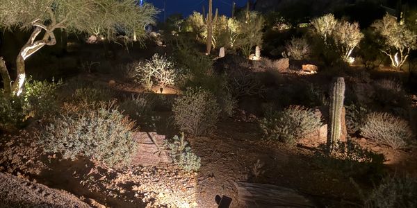 Nighttime desert landscape with illuminated cacti and shrubs.