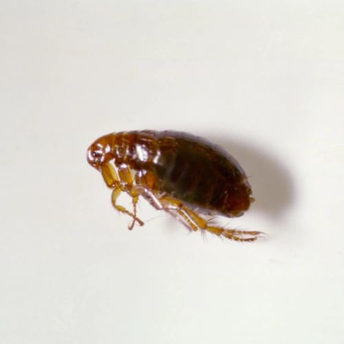 The Battle Against Fleas: Tips and Insights