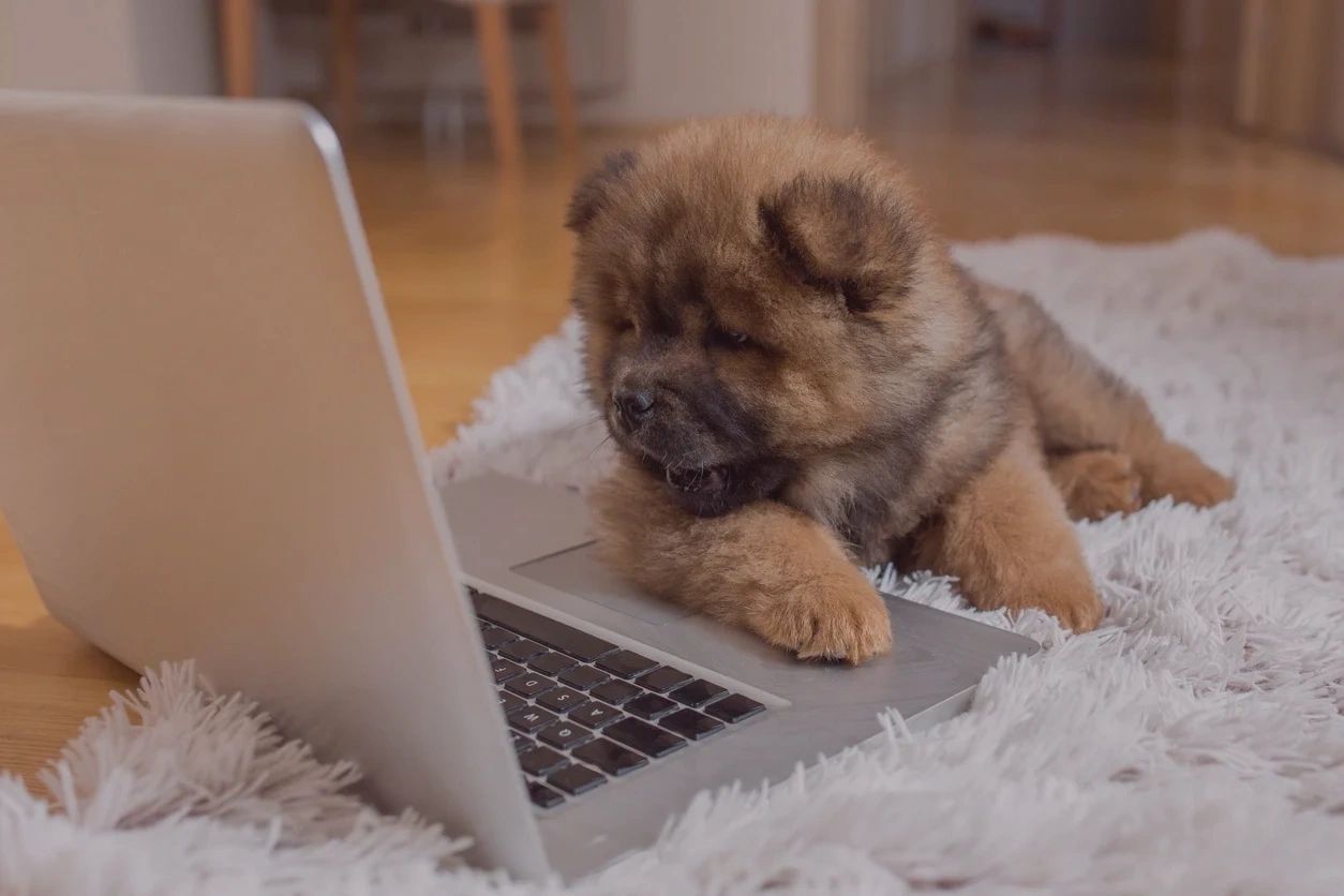 Veterinary consulting services concept with dog using laptop representing practice management.