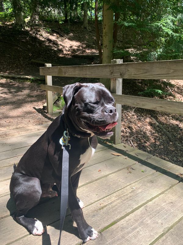Black dog sitting on a wooden bridge in the forest.