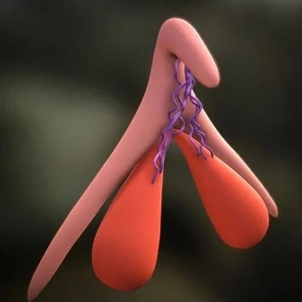 3D anatomical model of the clitoris
