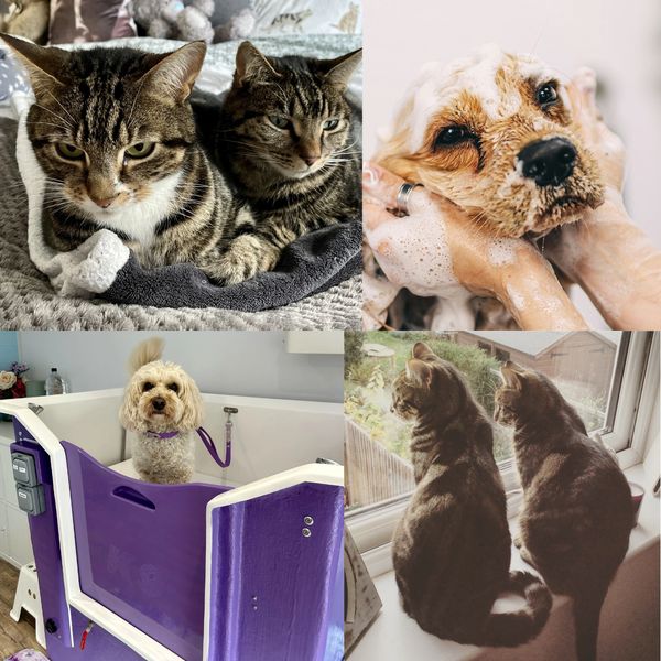 Dog Groomers Natomas We Love Paws Pet Grooming Salon Four Paws Pet