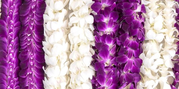 Classic Orchid Lei (Purple), Single