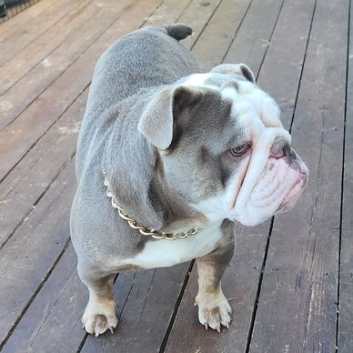 Khaleesi comes to us from Arizona and is a proven Dam. Khaleesi is AKC and CKC registered. 