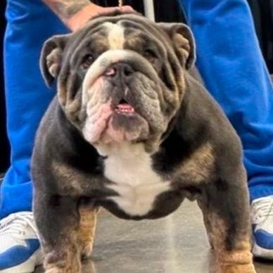 This handsome stud is Jasper. Jasper belongs to Green Haven, English Bulldogs and Kyra and Morgana h