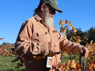 Tony in his dry-farmed biodynamic estate Zinfandel vineyard. 