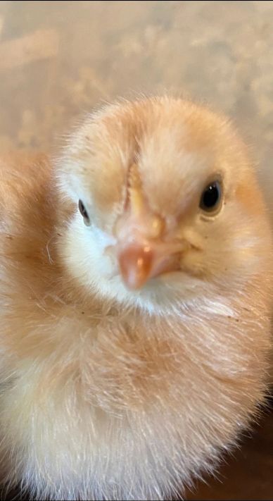 Close-up of a fluffy baby chick.