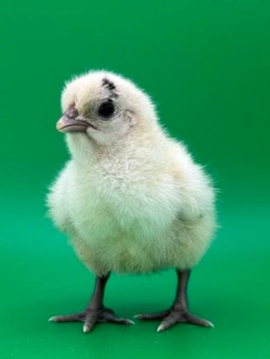 A fluffy chick standing against a green background.