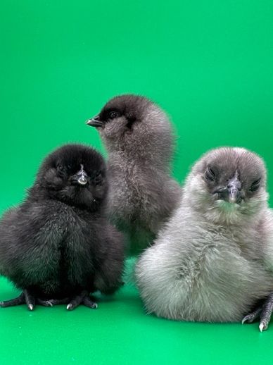 Three fluffy baby chicks standing on a green background.