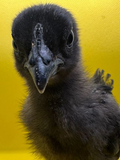 Close-up of a black chick against a yellow background.