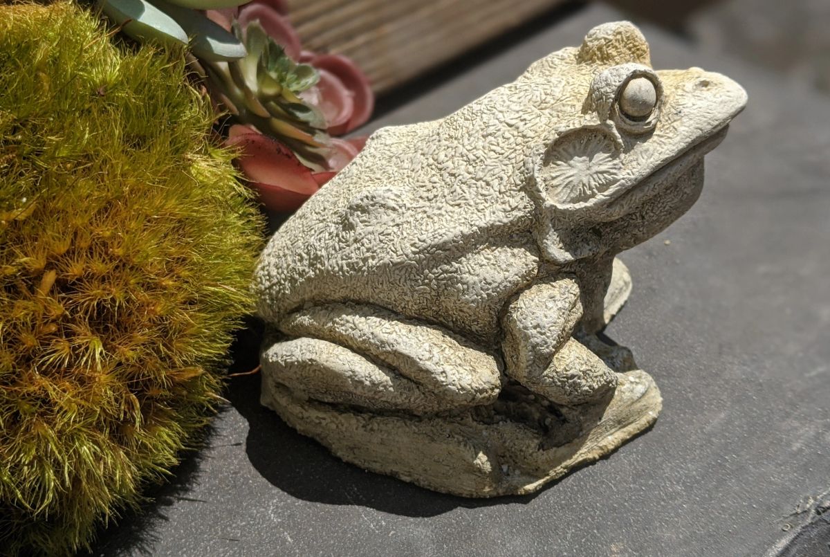 Adam Frog