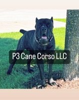 P3 Cane Corso LLC