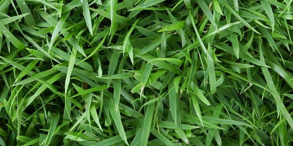 grass; sod; zoysia; centipede