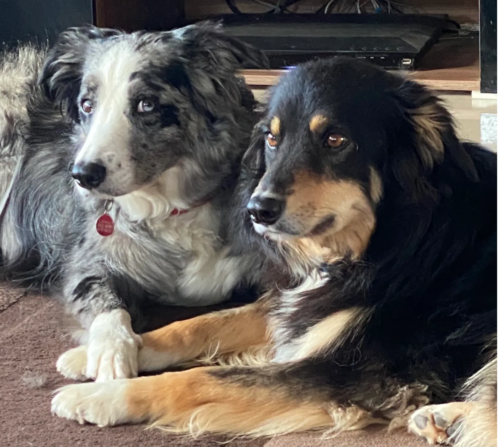 policies-and-procedures-appleton-s-doggy-home-boarding-and-day-care