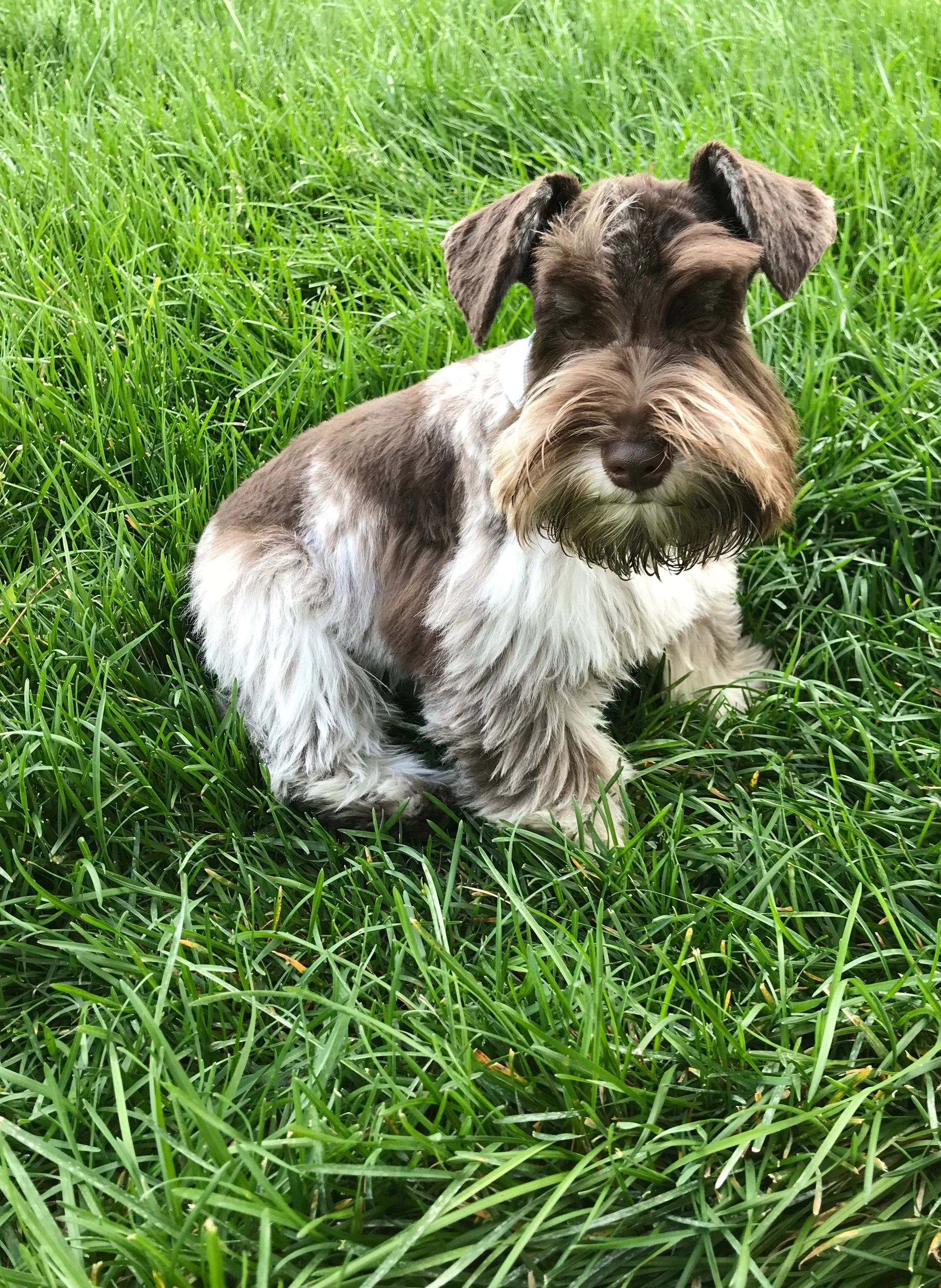 Teacup Schnauzer Full Grown