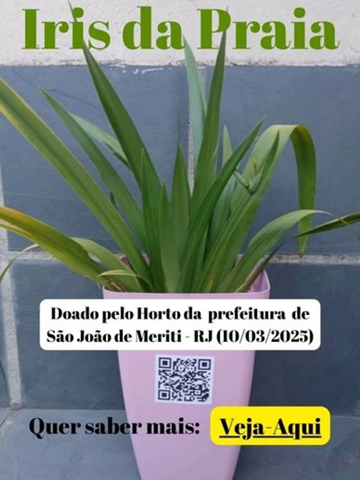 Planta Íris da Praia em vaso rosa com QR code e informações de doação.