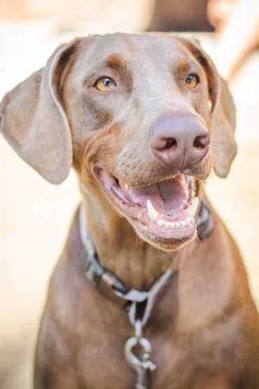 Dog Photography near Kansas City, Raymore, Belton