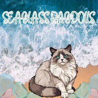 Seaglass Ragdolls
