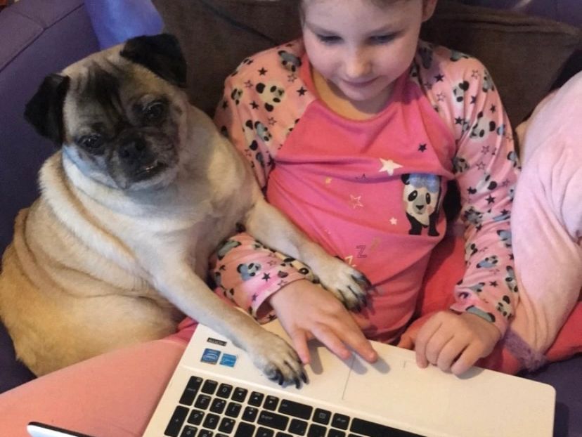 girl and dog looking at the laptop