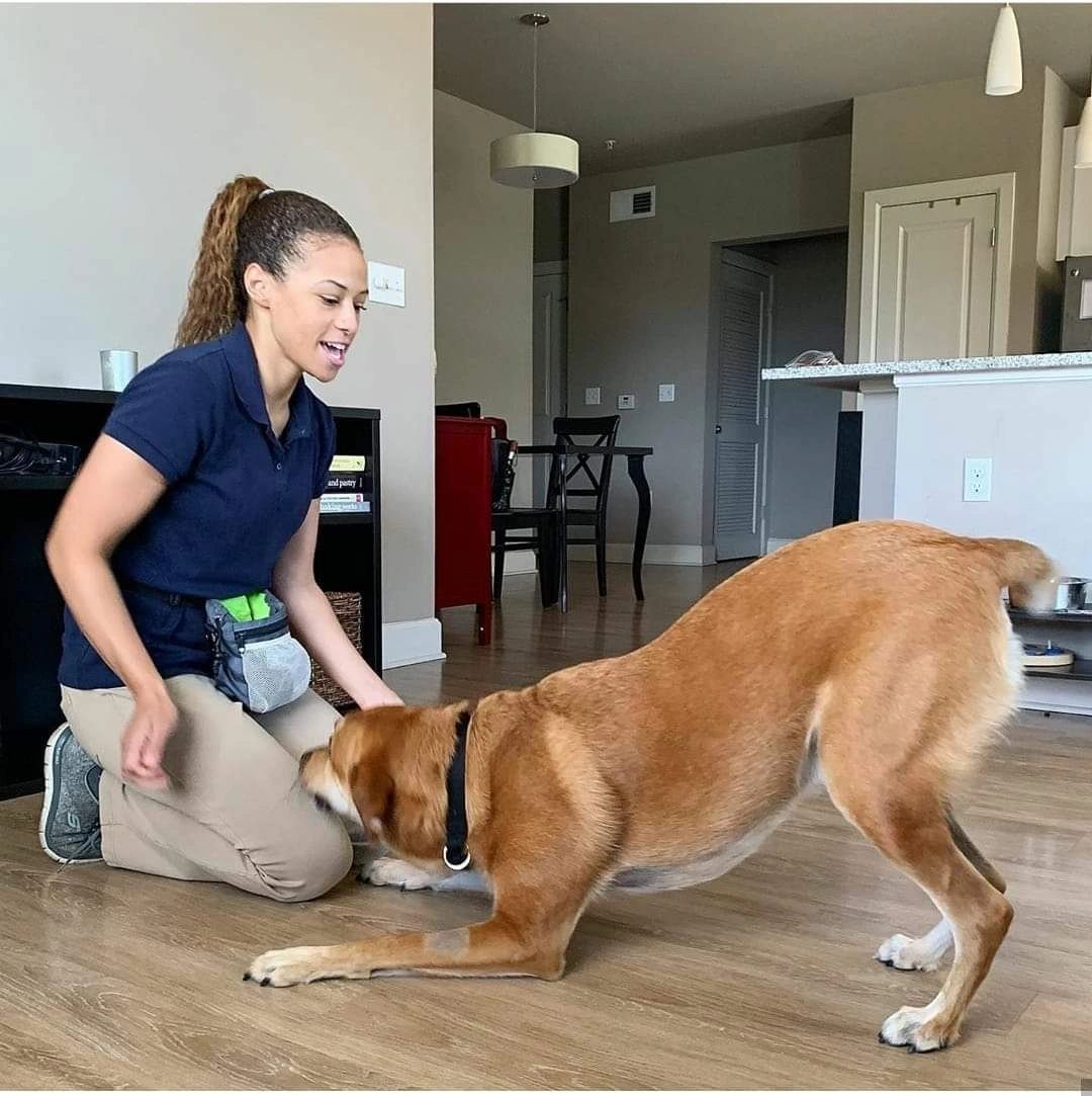Jasmine The Dog Trainer Canine Obedience Training, Puppy Training