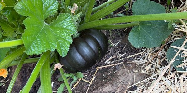 A large group of pumpkins with stems. Midnight blacks 